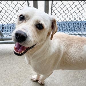 A light-colored dog with a happy expression, standing on a concrete surface near a chain-link fence.