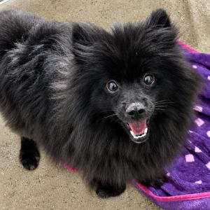 Phantom, Pomeranian, adult, available for adoption