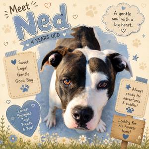 Ned, Bulldog, American, adult, available for adoption
