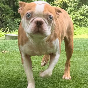 A brown and white dog standing on a grassy lawn.