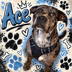Ace, Catahoula Leopard Dog, adult, available for adoption