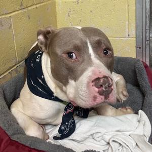 Rocky, Terrier, American Pit Bull, puppy, available for adoption