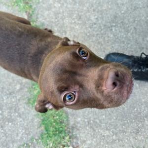 A close-up photograph of a brown dog looking up at the camera.