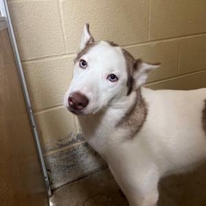 Luna, Husky, Siberian, adult, available for adoption