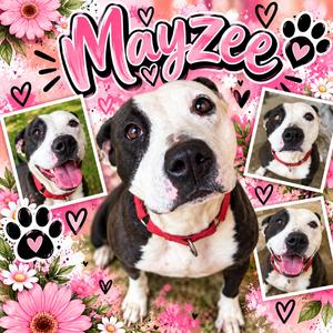 Mayzee (Tripod), Mixed Breed (Medium), adult, available for adoption