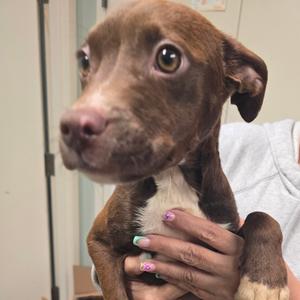 A brown and white puppy being held by a person with painted nails.