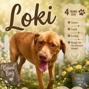 Loki, Retriever, Labrador, adult, available for adoption
