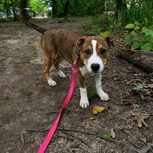 Bruno, Terrier, Pit Bull, young, available for adoption