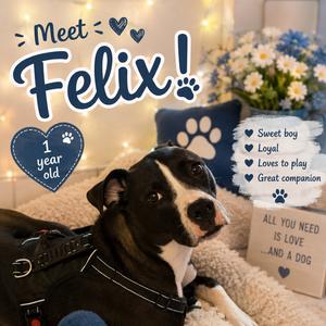 Felix, Terrier, Boston, adult, available for adoption