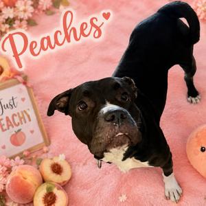 Peaches, Mixed Breed (Medium), adult, available for adoption