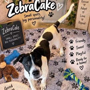 ZebraCake, Pointer, young, available for adoption