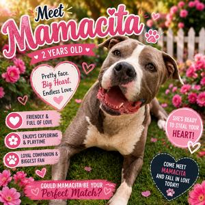 Mamacita, Terrier, Pit Bull, adult, available for adoption