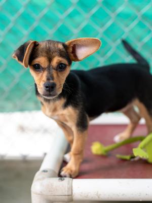 BABY CANDICE, Chihuahua / Terrier, puppy, available for adoption