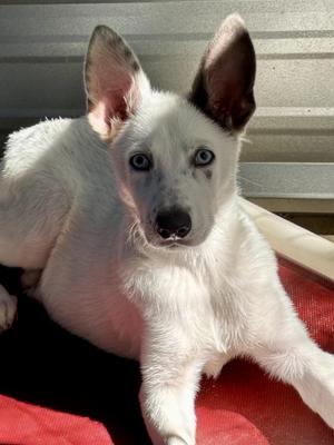 DUMPLING, German Shepherd Dog, young, available for adoption
