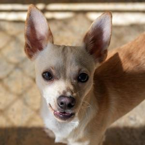 MILO, Chihuahua, adult, available for adoption