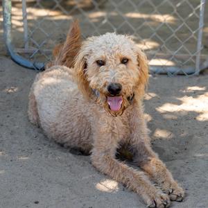 A fluffy, light-colored dog with curly fur is lying on the ground, its tongue out and eyes looking forward. The background includes a chain-link fence and a blue object.
