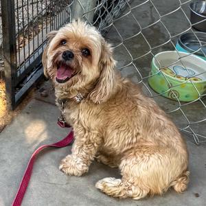 COCO GIRL, Yorkshire Terrier, senior, available for adoption