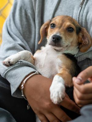 BABY CAMERON, Chihuahua / Terrier, puppy, available for adoption