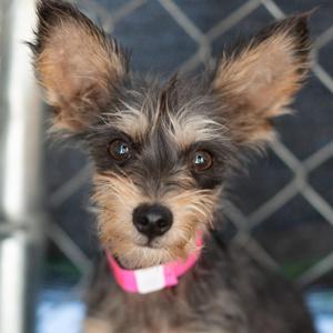 MELODY, Terrier, puppy, available for adoption