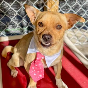 DANIEL, Pug / Chihuahua, adult, available for adoption