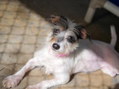HOPS, Terrier, adult, available for adoption