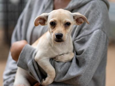 BABY CARMEN, Chihuahua / Terrier, puppy, available for adoption