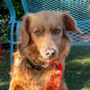 AMBROSE, Terrier / Spaniel, adult, available for adoption