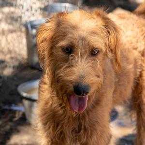 MISS RED, Standard Poodle, adult, available for adoption