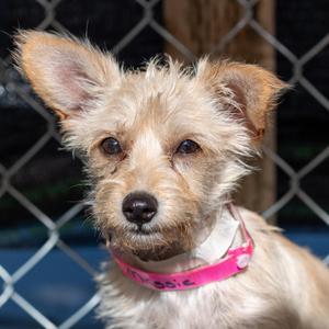 MAGGIE MAY, Terrier, puppy, available for adoption