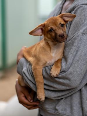 BABY CODY, Chihuahua / Terrier, puppy, available for adoption