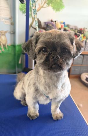GUNNER, Shih Tzu, adult, available for adoption