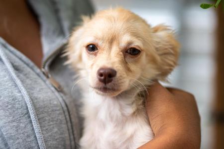 BABY CELESTIE, Terrier / Chihuahua, puppy, available for adoption