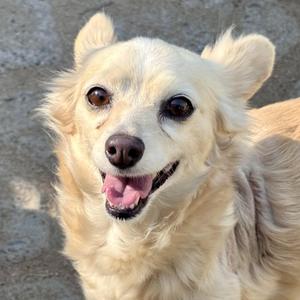 A close-up, headshot photograph of a small, light-colored dog with its mouth open and tongue visible, looking towards the camera.