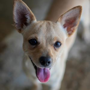 A close-up of a small dog with large ears and a pink tongue sticking out.