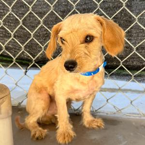 MERRIT, Terrier, adult, available for adoption