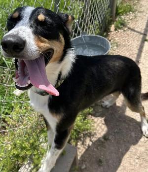 Dash, Australian Shepherd, adult, available for adoption