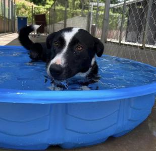 Lady, Australian Shepherd, adult, available for adoption