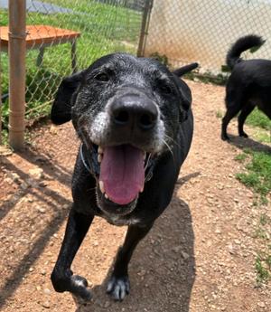 Joel, Black Labrador Retriever, senior, available for adoption