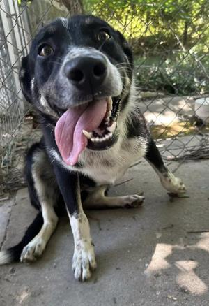 Jett, Australian Shepherd, adult, available for adoption