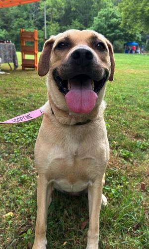 A happy dog with a pink tongue sticking out, wearing a pink collar with a tag that says "ADOPT ME". The dog is standing on grass with trees and a wooden structure in the background.
