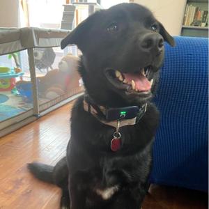 Pepper, Black Labrador Retriever, adult, available for adoption