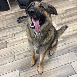 A German Shepherd dog sitting on a wooden floor with its tongue hanging out and mouth open.