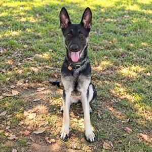A German Shepherd dog sitting on grass with its tongue out, wearing a collar.