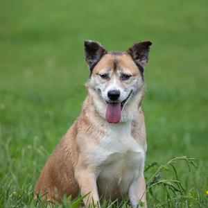a dog sitting in the grass