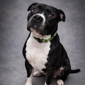 A black and white pit bull dog sitting on a grey background, looking up and to the left.