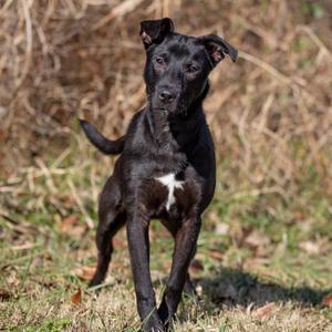 Clayton, Retriever, Labrador, adult, available for adoption