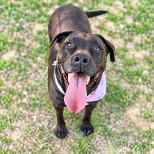 A brown and black dog with a pink tongue sticking out, wearing a white bandana, standing on grass.