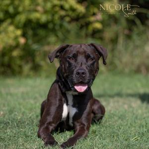 Cuddles, Terrier, Pit Bull, adult, available for adoption