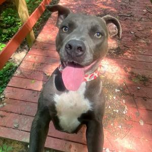 Amy Lee, Terrier, Pit Bull, adult, available for adoption