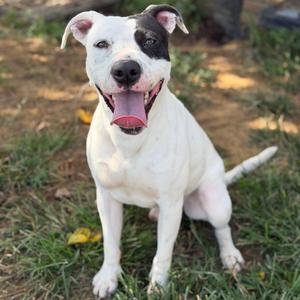 Cooper, Mixed Breed (Medium), adult, available for adoption